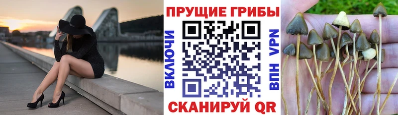 купить  цена  hydra ONION  Псилоцибиновые грибы Psilocybe  Кинель 